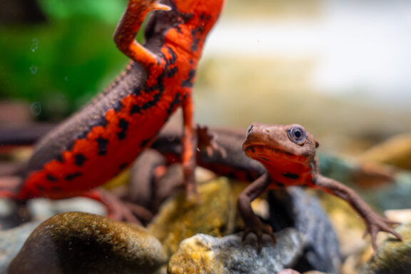 エンジニアにおすすめのペットはイモリ? その理由とは? 10 エンジニアにおすすめのペットはイモリ? その理由とは?